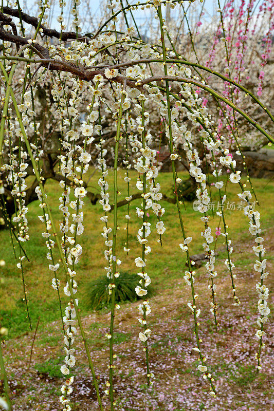 日本Soga Plum Grove的粉白梅花盛开